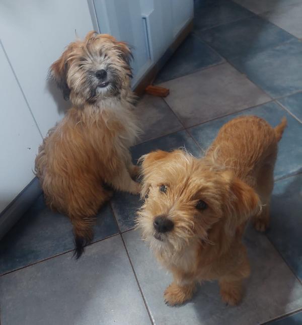 Birba e Bobby cuccioli deliziosi aspettano una famiglia Foto 2